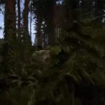 森林之子/Sons Of The Forest